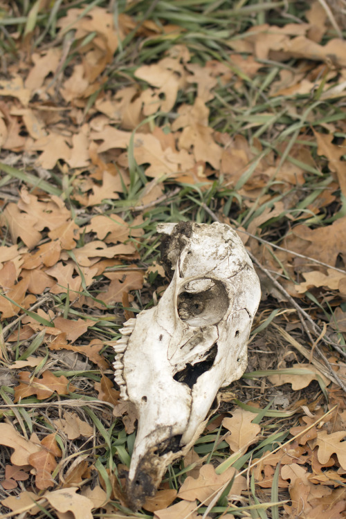 textless:There’s a creepy vacant lot with lots of deer and other animal bones. 