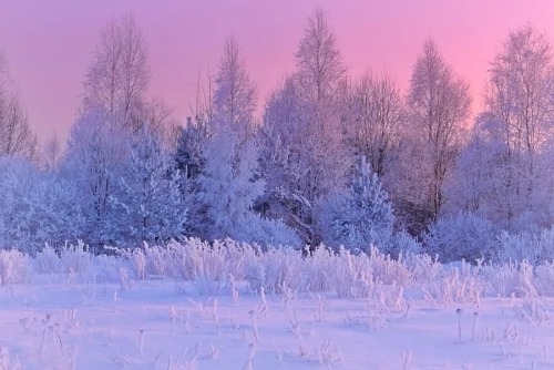 Snowy Forests & Pink Hues