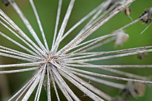 It&rsquo;s hard to imagine that just a few weeks ago, the hogweed stood in full bloom. The air was b