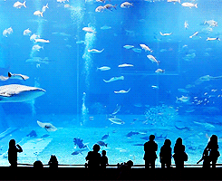 kevin-ryan:Kuroshio Sea - Second Largest Aquarium Tank in the World (x)That’s me in the last g