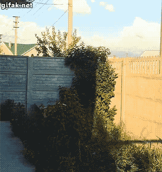 GIF TV