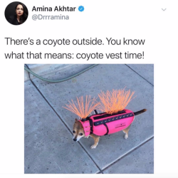 babyanimalgifs: Does your dog have a coyote vest? Tw: drrramina 