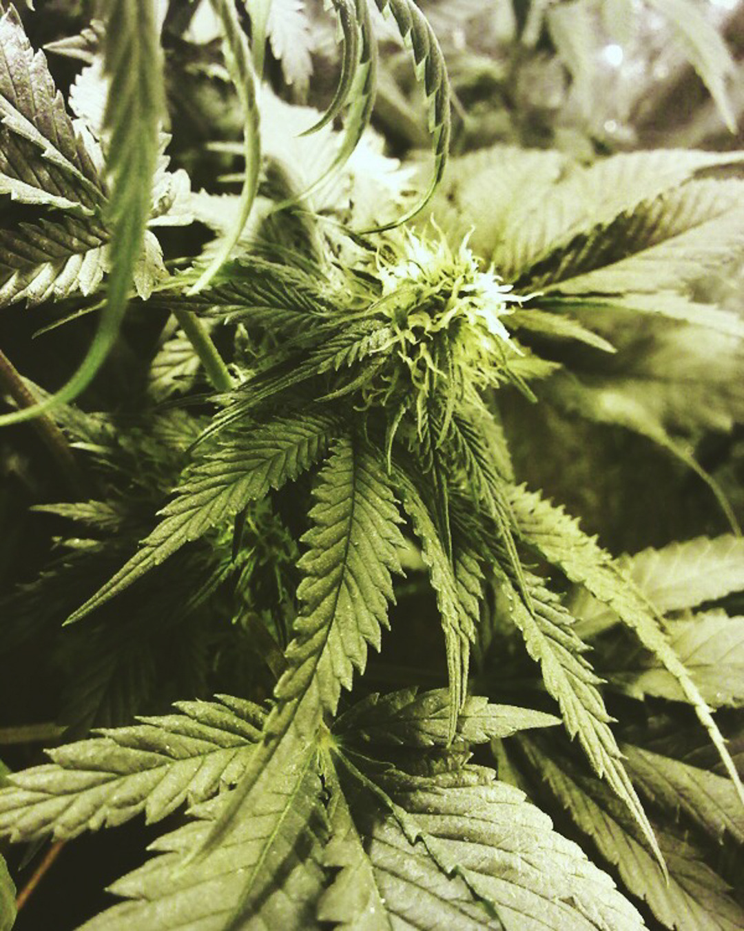 thedreamhaze:  💨 puff, puff, pass 🌴