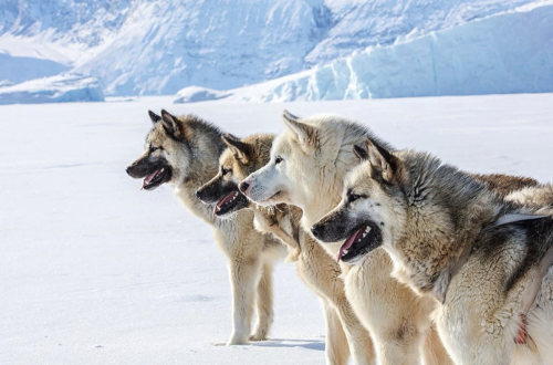 darkwood-sleddog:Greenland Dogs from the Greenland Fiord Tours team 