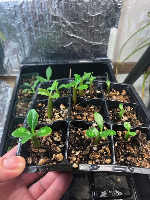 alex-grows-pomegranates:Got a perfect 10/10 germination rate on the Adenium obesum seeds! (26-28 day