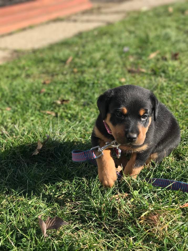 babyanimalgifs:  I’M IN LOVE