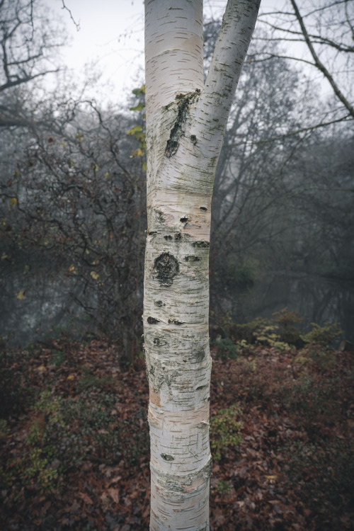 Misty Walk in the ParkAlways good to get out in the park. Cold and misty this morning, but beautiful