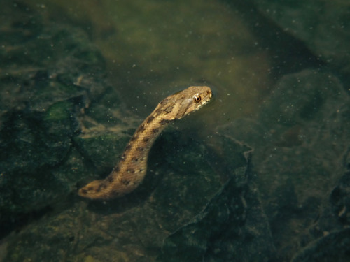 wapiti3:Natrix maura - Viperine snakeNatrix maura is a natricine water snake of the genus Natrix. 