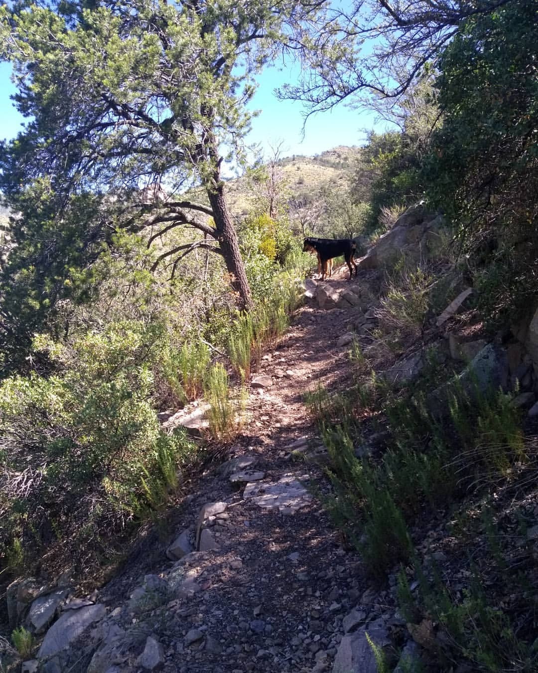 We own this hiking trail… #silence #wilderness #gilanationalforest
https://www.instagram.com/p/B2wgP3vg9ka/?igshid=msbhk7cfwlnb