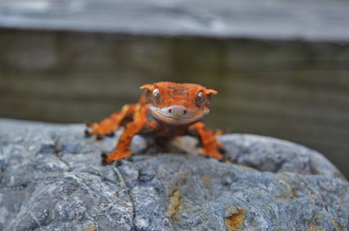 yourherpneeds:shingecko-no-kyojin:Walker with bonus WARP SPEED (she is actually just walking)Jeez lo