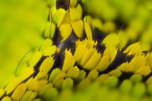 itscolossal: Gorgeous Macro Photographs of Butterfly and Moth Wings by Linden Gledhill