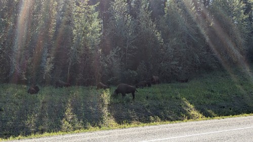 A herd of bison resting in the shade of trees on a green hillside.