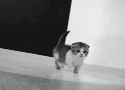 relatable-images:  feeling sad? look at this baby animal blog!  Where are these
