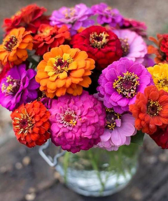 Zinia (zinnia) - Família Asteraceae | Blog das Flores