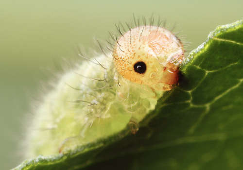 herbertwestapologist:have a masterpost of cute bug friends in these trying timesimage sources: [scar