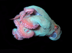 exercicedestyle:  Graceful Octopus by ellen