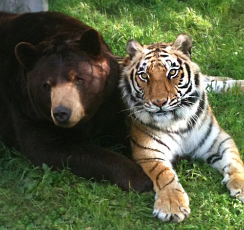 vmagazine:  An Unbreakable Bond… Baloo an American black bear, Leo an African lion, and Shere Khan a Bengal tiger (all three known as BLT) were brought together as 2-month-old cubs and have grown up as a family. The trio was originally owned by a wealthy