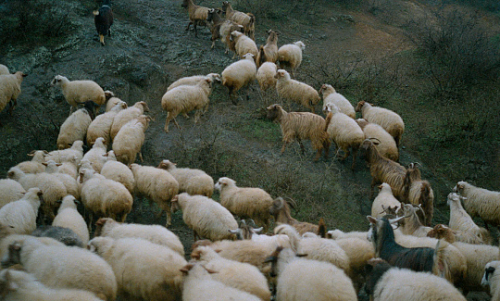 pierppasolini: Through the Olive Trees (1994) // dir. Abbas Kiarostami