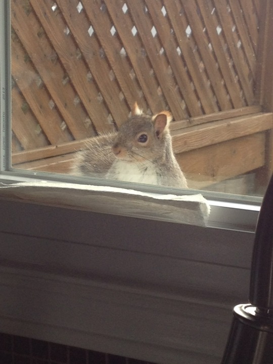 cibosan:  savethewildpinatas:  He looks so polite, like he just wants to stop by