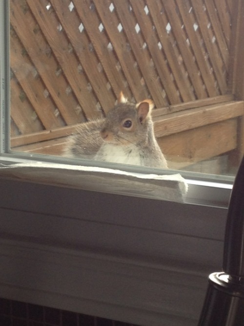 feelingswithbrandy:  iamsamazon:  fatvictoria:  pleatedjeans:  via  I’m way too emotional right now. This really just made me cry.  I want one.  My grandpa has a whole crew of squirrels who hang out with him. 