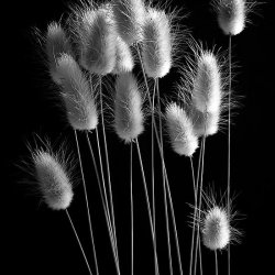 ollebosse:  Bunny Tails - Mono 