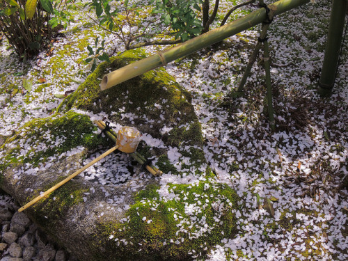 Cherry of the washbowl つくばい桜 京都市上京区 本満寺 by （^^）Teraon on Flickr.