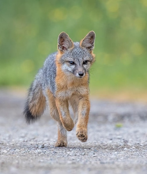 beautiful-wildlife:  Grey Fox On The Run by Phoo Chan   Foxie! ^w^