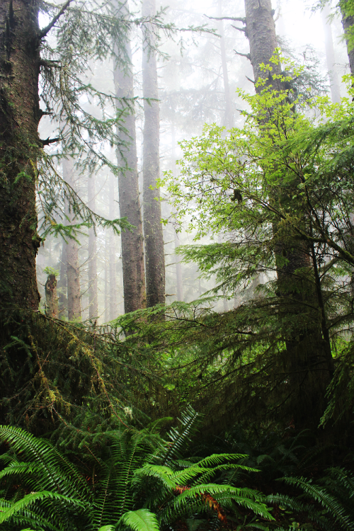 bright-witch: Persephone’s Sanctuary ◈ Pacific Northwest photography by Michelle N.W. ◈ ◈ Prin