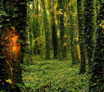 Ivy Forest, Tata, Hungary