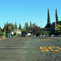 Proper wild turkeys crossing on the crosswalk! Eeeeeeeeeee (at Antioch, California)