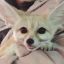 tinyfoxe