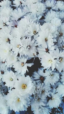 hipindie:  flowers