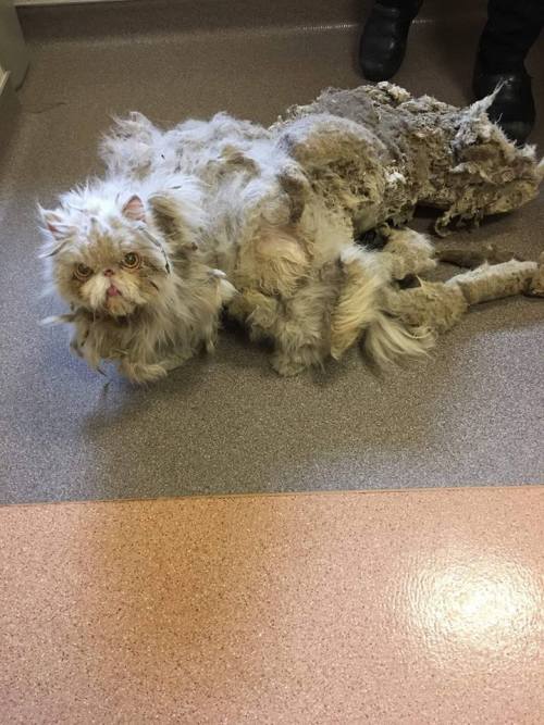 andyisandrew: catsbeaversandducks: Sinbad The Survivor “Our Humane Investigators got a call ab