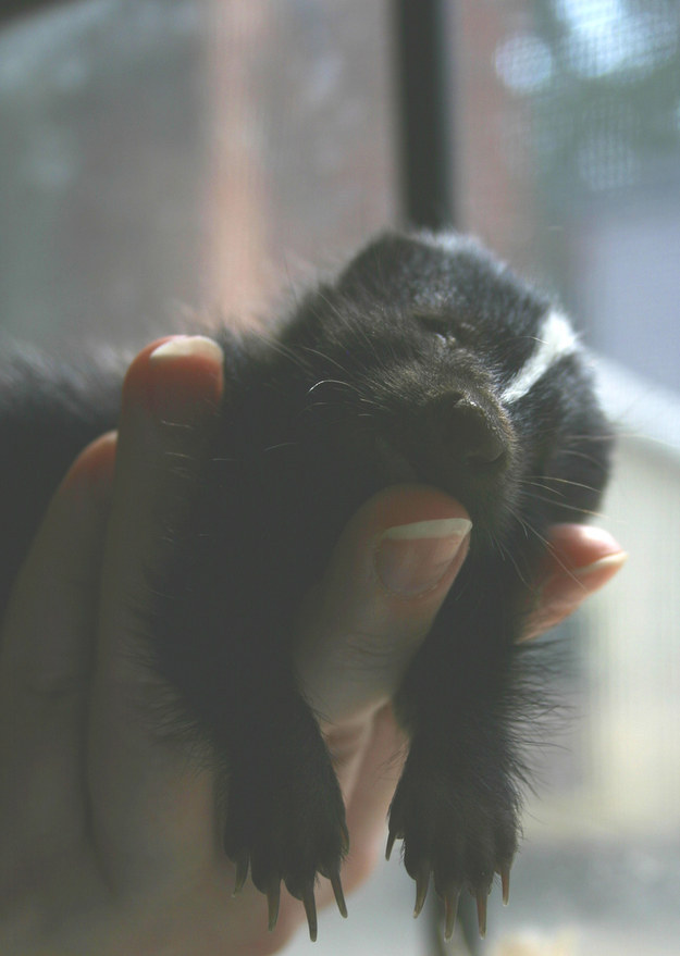 buzzfeed:  HI HELLO HERE ARE SOME ADORABLE TINY BABY ANIMALS OK THAT’S ALL YOU’RE