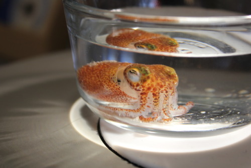 squidscientistas:Another day, another Hawaiian bobtail squid photo shoot(Sarah McAnulty, Nyholm lab 