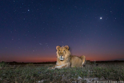 mymodernmet:Ingenious Camera Traps Capture Striking Photos of African Animals at Night