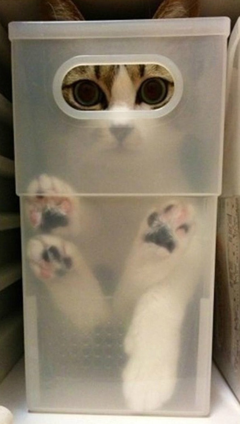 blondibooo:  srsly-cereal:  meowoofau:  13 cats failing at hide and seek As good