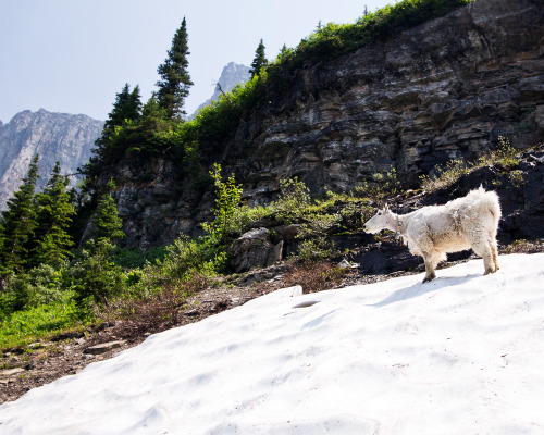 michelleenos: This dude led our way down the trail for quite awhile. (Glacier National Park, summer 