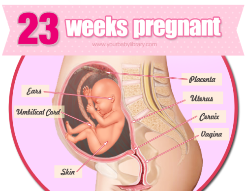 While 23 weeks pregnant your belly is still growing. As the uterus grows it pushes some of the other