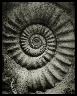 stonelantern: Ammonite by stonelantern