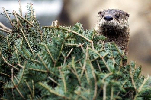 river otter