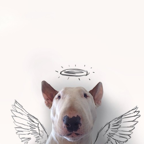 A bullterrier named Jimmi Choo starring in funny illustrations by Rafael Mantesso