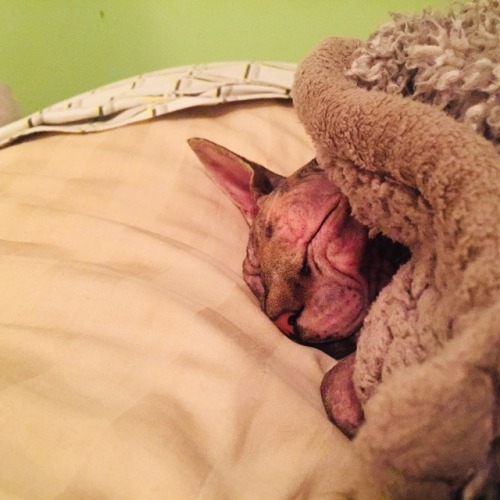 ukhoshekh:she tucked herself in for the best rest