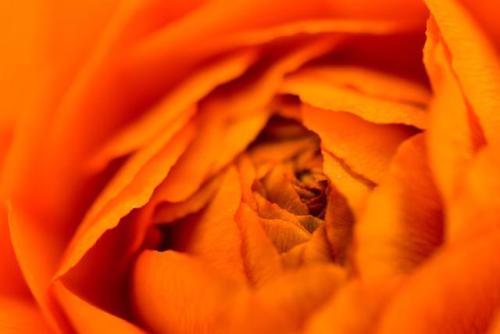 Inside of blooming flower [OC] [6000x4000]