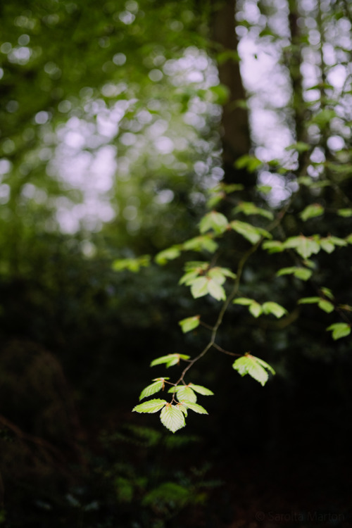 bokeh photography