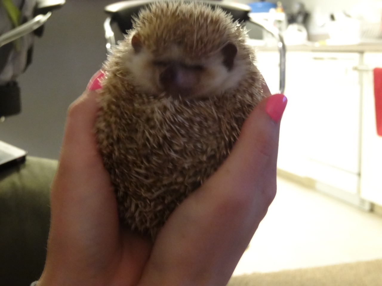 fuckmeharderbabyyy:  Someone is pissed about bath time.  I love this animal