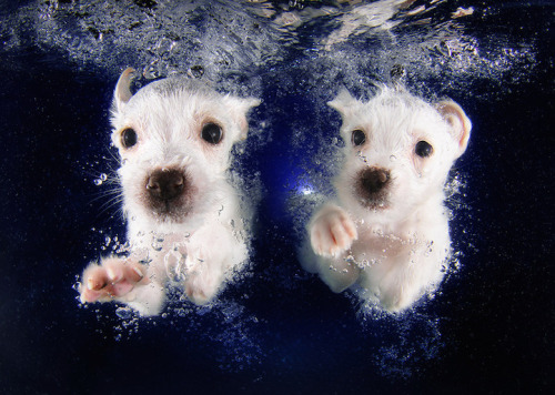mymodernmet:  Seth Casteel, the photographer behind Underwater Dogs, is back with the adorable series Underwater Puppies (available at Barnes & Noble). Casteel, who taught over 1500 puppies how to swim, hopes to raise awareness of rescue and adoption