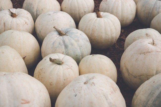 simply-divine-creation:
“ The Great Pumpkin :: Burts Pumpkin Farm » Traveling Mama
”