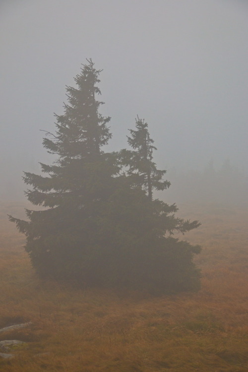 When the world disappears. Wenn die Welt verschwindet.Trees in the fog on Mount Brocken, October 201