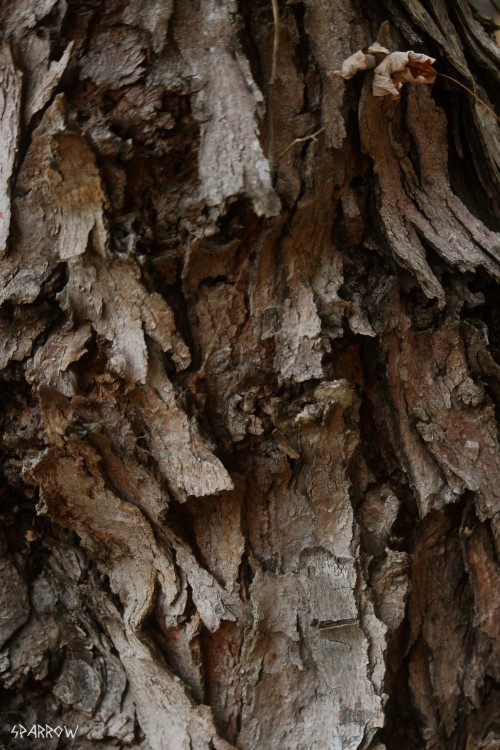 tree bark